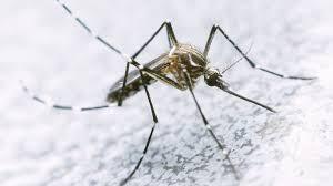 ¿Qué es el virus zika?