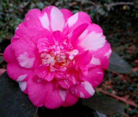 Ruta de la Camelia: El jardín de La Saleta en invierno, del 1 al 31 de enero de 2015. Camellia's route: Saleta's Garden in winter, January 1-31, 2015.