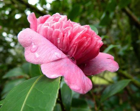 Ruta de la Camelia: El jardín de La Saleta en invierno, del 1 al 31 de enero de 2015. Camellia's route: Saleta's Garden in winter, January 1-31, 2015.