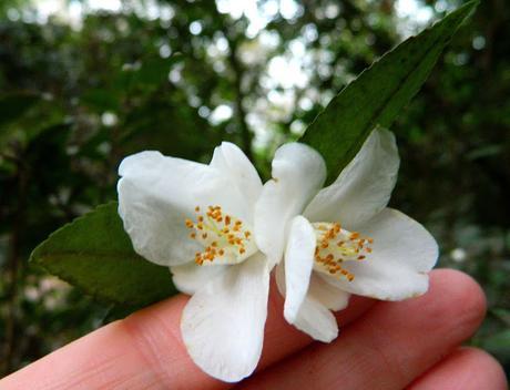 Ruta de la Camelia: El jardín de La Saleta en invierno, del 1 al 31 de enero de 2015. Camellia's route: Saleta's Garden in winter, January 1-31, 2015.