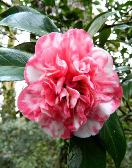 Ruta de la Camelia: El jardín de La Saleta en invierno, del 1 al 31 de enero de 2015. Camellia's route: Saleta's Garden in winter, January 1-31, 2015.