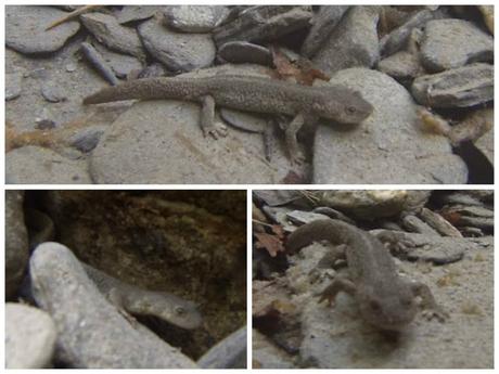 Tritón pirenaico en un riachuelo cerca del refugio de Linza (Huesca)