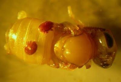 BIO-ANATOMIA DE LA VARROA JACOBSONI / BIO-ANATOMY OF MITES JACOBSONI.