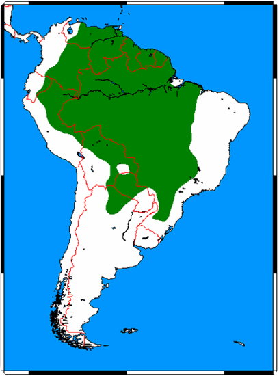 Perseguido por los cazadores el Tatù Carreta corre peligro de extiución.