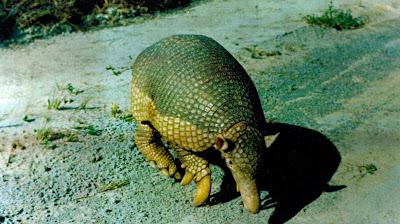 Perseguido por los cazadores el Tatù Carreta corre peligro de extiución.