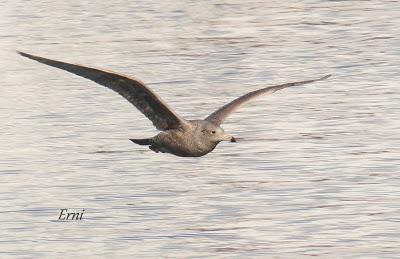 GAVIOTAS, GAVIOTAS, GAVIOTAS