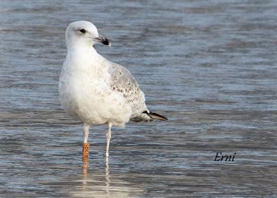 GAVIOTAS, GAVIOTAS, GAVIOTAS