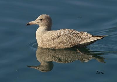 GAVIOTAS, GAVIOTAS, GAVIOTAS
