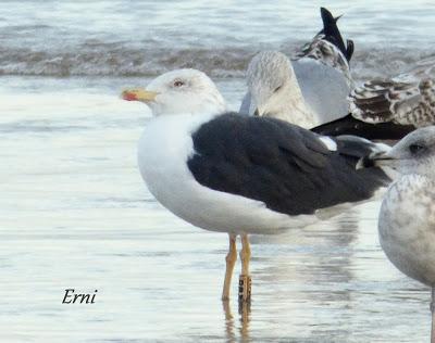 GAVIOTAS, GAVIOTAS, GAVIOTAS
