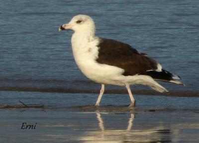 GAVIOTAS, GAVIOTAS, GAVIOTAS