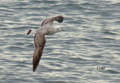 GAVIOTAS, GAVIOTAS, GAVIOTAS