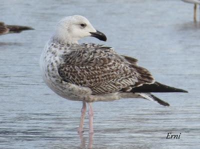 GAVIOTAS, GAVIOTAS, GAVIOTAS