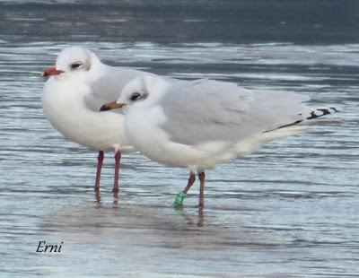 GAVIOTAS, GAVIOTAS, GAVIOTAS