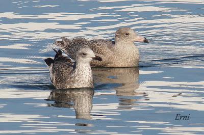 GAVIOTAS, GAVIOTAS, GAVIOTAS