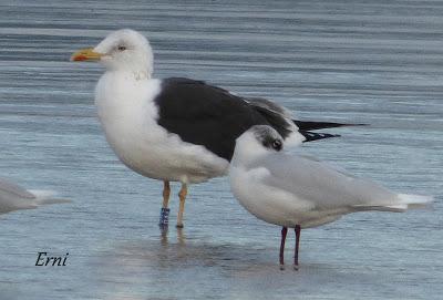 GAVIOTAS, GAVIOTAS, GAVIOTAS