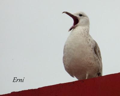 GAVIOTAS, GAVIOTAS, GAVIOTAS