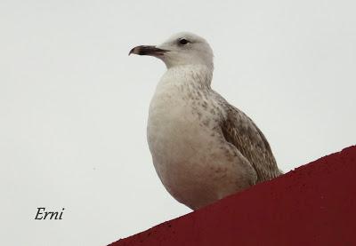 GAVIOTAS, GAVIOTAS, GAVIOTAS