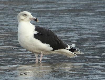 GAVIOTAS, GAVIOTAS, GAVIOTAS
