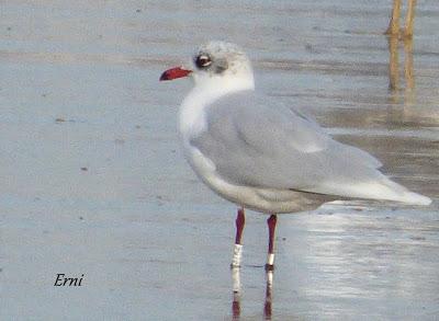 GAVIOTAS, GAVIOTAS, GAVIOTAS