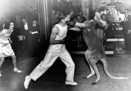 Conociendo la Historia – Canguros boxeadores kangaroo-boxing
