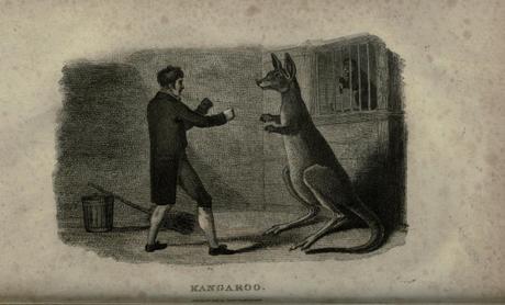 Conociendo la Historia – Canguros boxeadores canguro-cincodays