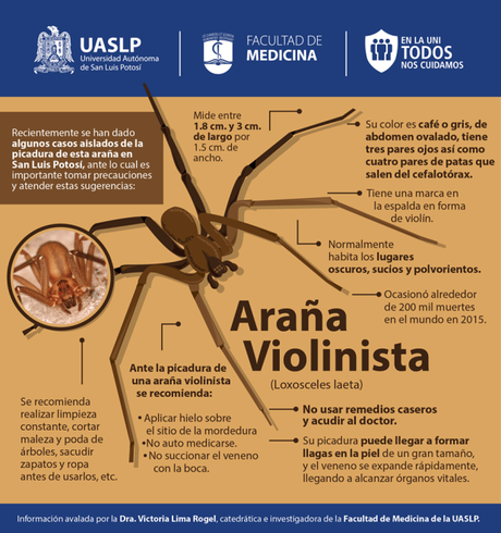 Araña Violinista precauciones