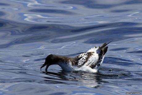 Petrel damero (Daption capense)