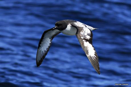 Petrel damero (Daption capense)