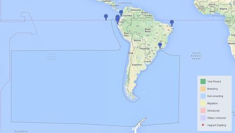 Petrel damero (Daption capense)