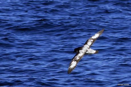 Petrel damero (Daption capense)