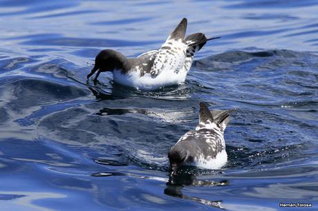 Petrel damero (Daption capense)