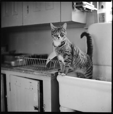 12 Portraits of a Cat - Walker Evans (1903-1975)