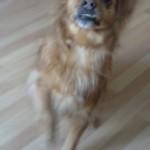 perro castrado pekines