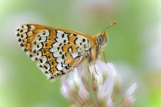 Para ampliar Melitaea cinxia (Doncella del llantén, punteada) reverso hacer clic