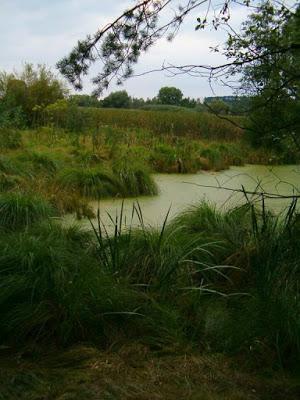 Día Mundial de los Humedales