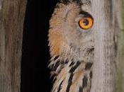 blogs, insomnio nuevos diagnósticos