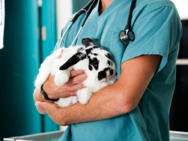 ¿Antibióticos en conejos?