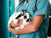 ¿Antibióticos conejos?