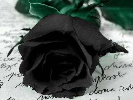 La Rosa Negra_800