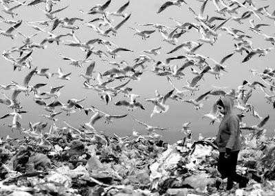 Gaviotas de la mar de Madrid.