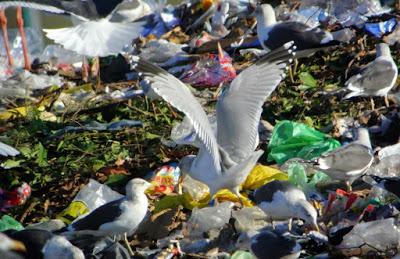 Gaviotas de la mar de Madrid.