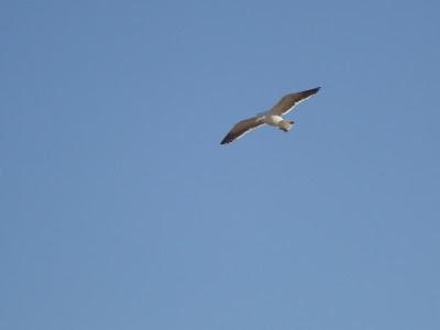 Gaviotas de la mar de Madrid.