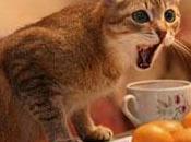 Cómo evitar Gato suba mesa