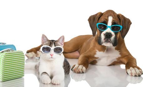 Viajas con tu mascota? Conoce 11 hoteles que admiten perros en Benidorm -  Paperblog