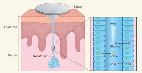 Crean un vestible que usa el sudor para monitorear tu salud