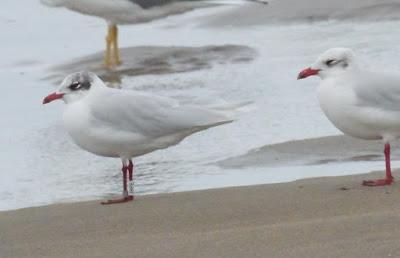 Invierno flojo para las cabecinegras