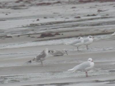 Invierno flojo para las cabecinegras