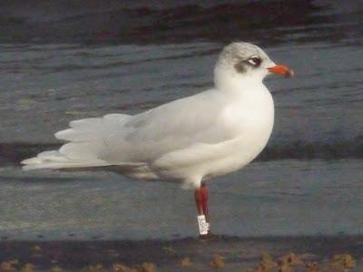 Invierno flojo para las cabecinegras