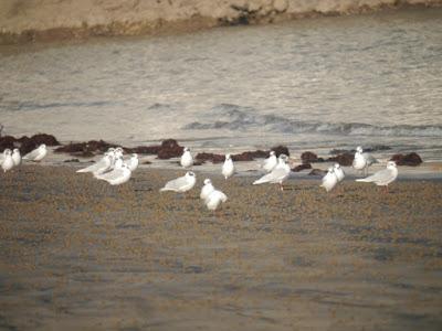 Invierno flojo para las cabecinegras