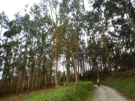 Camino inglés. Etapa 1. De A Coruña a Segurde-Carral Camino inglés. Etapa 1. De A Coruña a Segurde-Carral